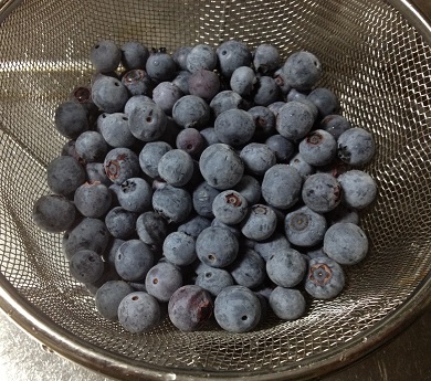 blueberry_03.jpg